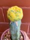 Lophophora fricii variegata 4-5 cm 13 years old from japan