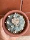 Lophophora williamsii  6-8 cm 13 years old from japan