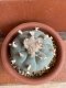 Lophophora williamsii  6-8 cm 13 years old from japan