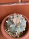 Lophophora williamsii  6-8 cm 13 years old from japan