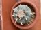 Lophophora williamsii  6-8 cm 13 years old from japan