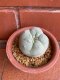 Lophophora williamsii Texana 5 cm 13 years old from japan