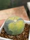 Lophophora Fricii variegata 5-6 cm 8 years from seed ownroot from japan