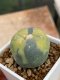 Lophophora Fricii variegata 5-6 cm 8 years from seed ownroot from japan