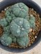 Lophophora williamsii variegata 5-6 cm 8 years from seed ownroot from japan