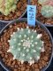 Lophophora williamsii 5-6 cm 8 years from seed ownroot from japa