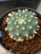 Lophophora williamsii 5-6 cm 8 years from seed ownroot from japa