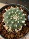 Lophophora williamsii 5-6 cm 8 years from seed ownroot from japa