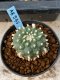 Lophophora williamsii 5-6 cm 8 years from seed ownroot from japa