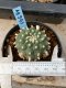 Lophophora williamsii 5-6 cm 8 years from seed ownroot from japa