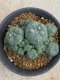 Lophophora williamsii variegata 5-6 cm 8 years from seed ownroot from japan