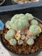 Lophophora williamsii variegata 5-6 cm 8 years from seed ownroot from japan