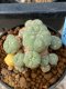 Lophophora williamsii variegata 5-6 cm 8 years from seed ownroot from japan