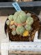 Lophophora williamsii variegata 5-6 cm 8 years from seed ownroot from japan