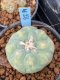 Lophophora williamsii variegata 5-6 cm 8 years from seed ownroot from japan