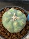 Lophophora williamsii variegata 5-6 cm 8 years from seed ownroot from japan