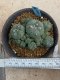 Lophophora williamsii variegata 5-6 cm 8 years from seed ownroot from japan