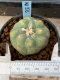 Lophophora williamsii variegata 5-6 cm 8 years from seed ownroot from japan