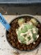 Lophophora williamsii variegata 5-6 cm 8 years from seed ownroot from japan