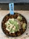 Lophophora williamsii variegata 5-6 cm 8 years from seed ownroot from japan