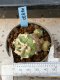 Lophophora williamsii variegata 5-6 cm 8 years from seed ownroot from japan