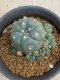 Lophophora williamsii variegata 5-6 cm 8 years from seed ownroot from japan