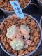 Lophophora williamsii variegata 5-6 cm 8 years from seed ownroot from japan