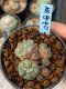 Lophophora williamsii variegata 5-6 cm 8 years from seed ownroot from japan