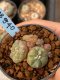 Lophophora williamsii variegata 5-6 cm 8 years from seed ownroot from japan