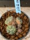 Lophophora williamsii variegata 5-6 cm 8 years from seed ownroot from japan