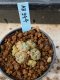 Lophophora williamsii variegata 5-6 cm 8 years from seed ownroot from japan