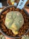 Lophophora williamsii variegata 5-6 cm 8 years from seed ownroot from japan