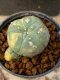 Lophophora williamsii variegata 5-6 cm 8 years from seed ownroot from japan