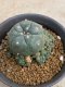 Lophophora williamsii variegata 5-6 cm 8 years from seed ownroot from japan