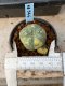 Lophophora williamsii variegata 5-6 cm 8 years from seed ownroot from japan