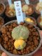 Lophophora williamsii variegata 5-6 cm 8 years from seed ownroot from japan