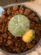 Lophophora williamsii variegata 5-6 cm 8 years from seed ownroot from japan