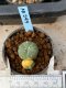 Lophophora williamsii variegata 5-6 cm 8 years from seed ownroot from japan