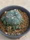 Lophophora williamsii variegata 5-6 cm 8 years from seed ownroot from japan