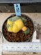 Lophophora williamsii variegata 5-6 cm 8 years from seed ownroot from japan