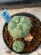 Lophophora williamsii variegata 5-6 cm 8 years from seed ownroot from japan