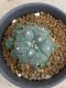 Lophophora williamsii variegata 5-6 cm 8 years from seed ownroot from japan