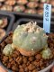 Lophophora williamsii variegata 5-6 cm 8 years from seed ownroot from japan