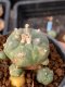 Lophophora williamsii variegata 5-6 cm 8 years from seed ownroot from japan