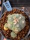 Lophophora williamsii variegata 5-6 cm 8 years from seed ownroot from japan