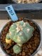 Lophophora williamsii variegata 5-6 cm 8 years from seed ownroot from japan