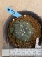 Lophophora williamsii variegata 5-6 cm 8 years from seed ownroot from japan