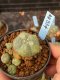 Lophophora williamsii variegata 5-6 cm 8 years from seed ownroot from japan