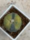 Lophophora Fricii variegata 5-6 cm 8 years from seed ownroot from japan