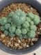 Lophophora williamsii variegata 5-6 cm 8 years from seed ownroot from japan